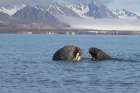 Norway, Svalbard. Close-up of walruses in ocean. Art Print